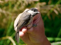 Willow tit found on Dartmoor