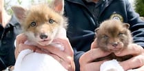 Cubs thriving at wildlife hospital