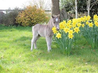 Fairly small foal gets a fairy big name