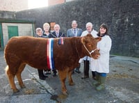 Heifer-cross festive show Supreme Champion