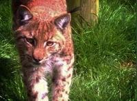 Fugitive lynx still at large