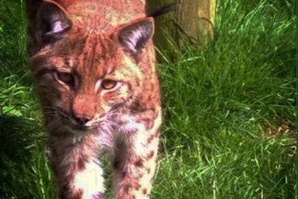 Fugitive lynx still at large