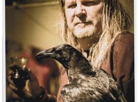 Viking raven still missing in Kingsteignton