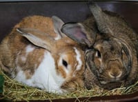 Bunnies yearning for new home