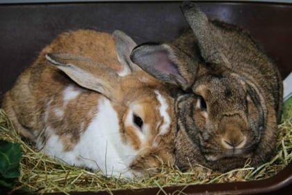 Bunnies yearning for new home