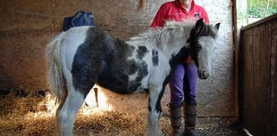 Foals saved in mercy mission