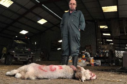 Farmer’s trauma after sheep attack and dog shooting