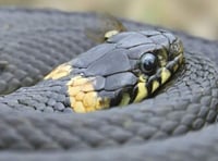 Speaker dispelling myths about snakes