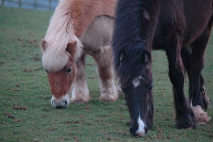 Horse nutrition talk at equine charity tomorrow night