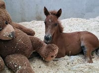 Orphaned foal rescued from moor