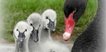 Bird flu blamed for Black swan deaths in Dawlish