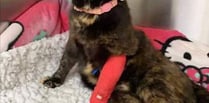 Cat paralysed after cruel shooting incident