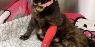 Cat paralysed after cruel shooting incident