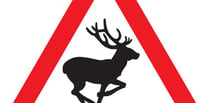 Watch out drivers, there’s a deer about