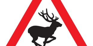 Watch out drivers, there’s a deer about