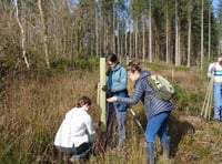 Tree planting day at school