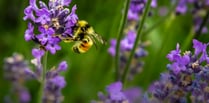 Become a bee champion and help save Bradleys’ bugs