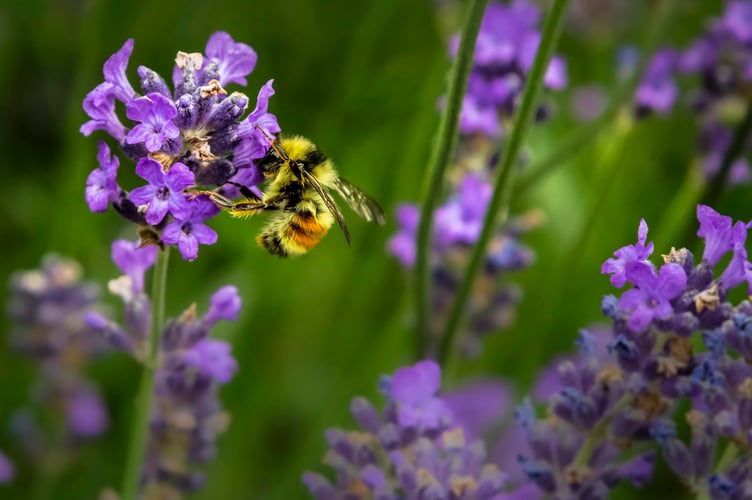 Flowers & Bees