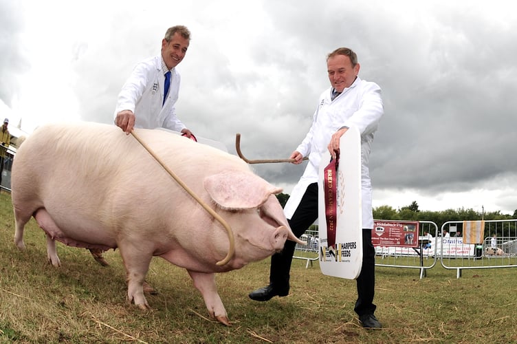 Photo: Steve Pope. MDA300622C_SP013
Devon County Show. This little piggy went....to meet his MP.  George Eustice MP,  Secretary of State for Environment, Food and Rural Affairs tries his hand at pig wrangling with brother Giles