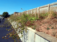 Heartless vandals kill school trees