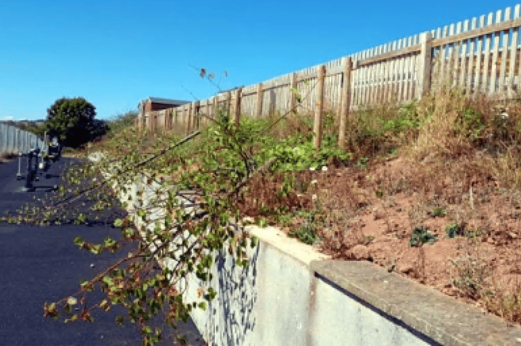 The remains of the trees after the vandalism attack at Hazeldown Primary School