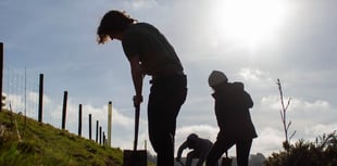 Restoring Dartmoor’s woodlands