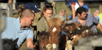 Equine auction