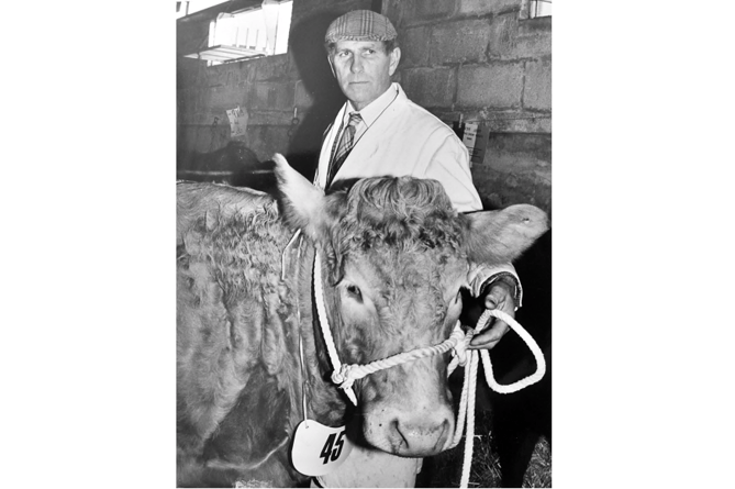 Newton Abbot Christmas Show from December 1984. Show champion Blonde d’Aquitaine cross Charolais heifer owned  by Herbert Rew of Stokeham Barton