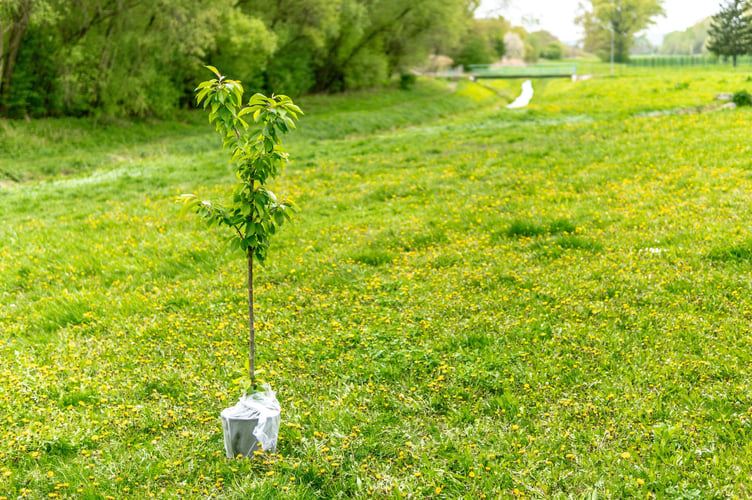 tree stock image