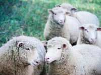 Distracted owners and out-of-control pets put Devon’s sheep at risk