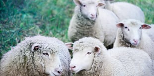 Distracted owners and out-of-control pets put Devon’s sheep at risk