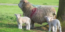 Increase of ‘livestock worrying’ incidents highlighted by Police
