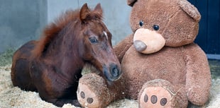 See the Mare and Foal Sanctuary's new livestreams 