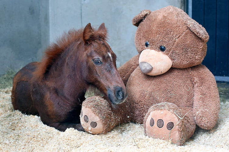 PIC: MARK PASSMORE/APEX 01/08/2019

staff at the mare & foal sanctuary in Newton Abbot, devon are working around the clock to save the life of orphaned foal Ava who was rescued from Dartmoor near the village of Lee Moor after the death of her mother.

Ava is hand fed every two hours and has had chest x-rayas well as suffering a bout of mild colic.

Head of Equine Sally Burton said: âWe are doing everything we can to keep Ava comfortable. Losing her mother at such a young age would have caused her to deteriorate both physically and mentally.
âAt just a few weeks old foals are reliant on their motherâs milk. So, we are feeding her every two hours around the clock. Weâre all glad she was found and rescued. Now she just needs time and a lot of care.â
Because of Avaâs young age and fragile health, she is getting 24-hour care with our grooms taking it in turns to stay overnight and monitor CCTV cameras â and doing everything they can to comfort her.
But even now, when every instinct is to hold and bottle feed her, boundaries have to be set to make sure she has a chance of finding a loving home in the future.
Quarantine Manager Nicola Weall said: âShe is being bottle fed as we donât hand rear. The bottles are attached to a feeder so she can help herself. Itâs important she doesnât associate us with her milk.
âWe also set boundaries while handling her. We donât want her to think itâs ok to try to climb all over us. Being overly affectionate to a foal can cause behavioural issues. When they get a lot bigger it can, in fact, prove dangerous.â

Ava is still undergoing tests, but with antibiotics and nutrient rich formula it is hoped she will soon turn a corner.
Nicola added: âWhen she first arrived, she was very nervous. She hadnât had much to do with humans and she kept turning her back towards and didnât like being handled.
âBut now sheâs enjoying the occasional good scratch. Sheâs also nibbling hay and grass and getting used to her surroundings.
âSheâs a really bright little thing. Which is great to see after what sheâs been through. Now all we can do is support her as best we can and hope she gets stronger.â
Beech Trees is the best place for Ava to be â with 24-hour care and vets on hand should her condition deteriorate.
But none of the kindness, care and treatment she is receiving would be possible without the generosity of our amazing supporters.
Donations helping towards vital equipment, vet fees and the 24-hour care needed for weak, pregnant mares and their vulnerable foals. Can be made at Â https://www.justgiving.com/campaign/new-foals

Pictured: Ava cuddles up to her new found friend âBig Tedâ

** SEE STORY BY APEX NEWS - 01392 823144 **
----------------------------------------------------
APEX NEWS AND PICTURES
NEWS DESK: 01392 823144
PICTURE DESK: 01392 823145