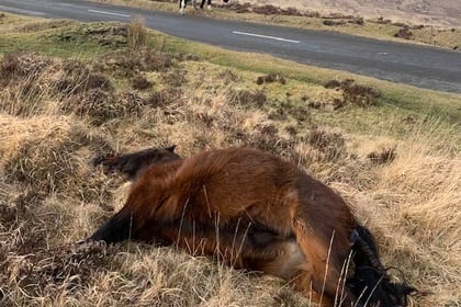 Drivers urged to be careful after Dartmoor pony deaths hit new records