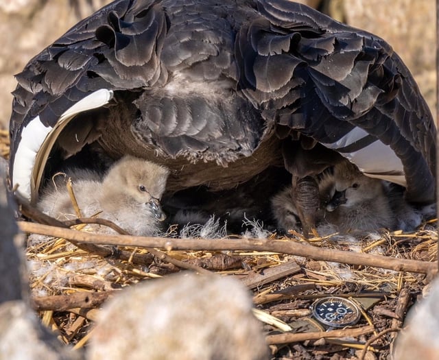 First photos emerge of new cygnets 