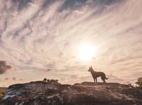 Keep dogs on leads stress park authority as nesting season begins