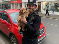 Police Buddy up with this gorgeous pup in Newton Abbot