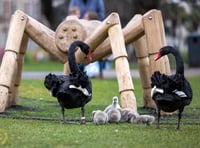 Iconic Black Swans breeding again in Dawlish 