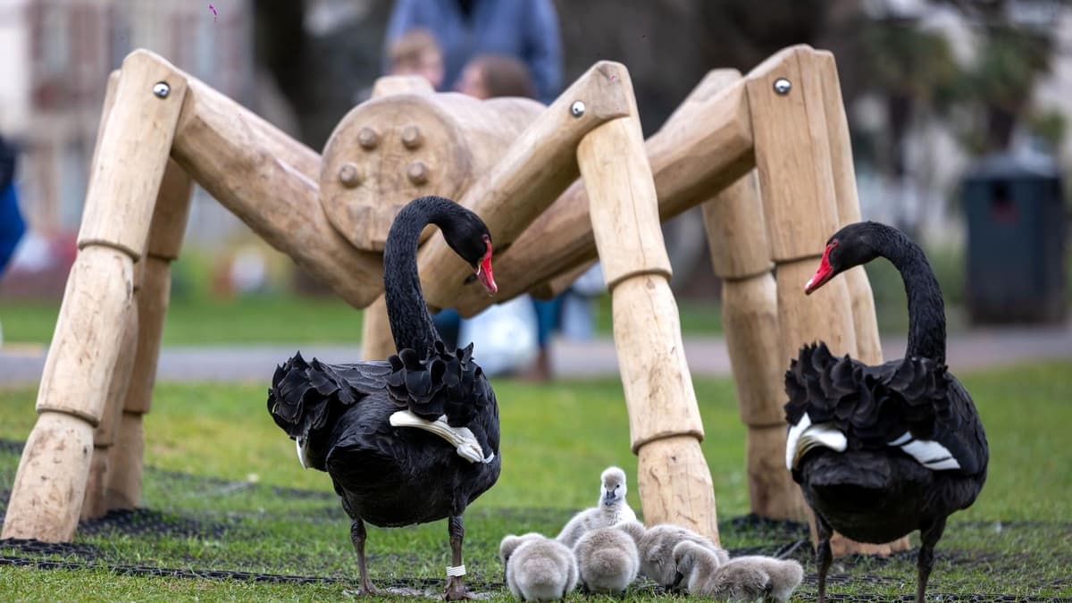 Iconic Black Swans breeding again in Dawlish | middevonadvertiser.co.uk