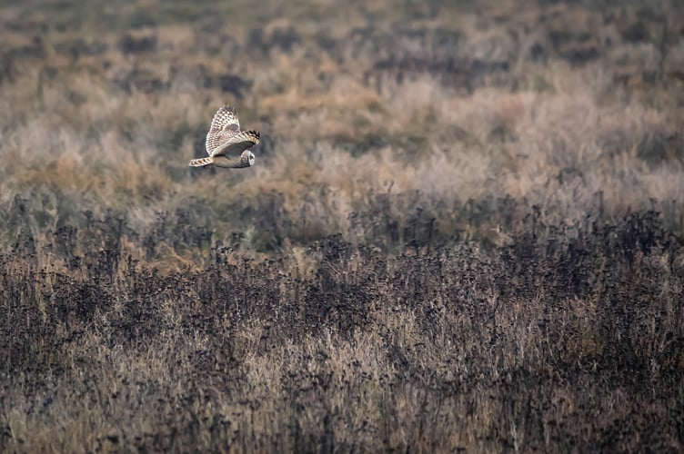 wildlife stock image