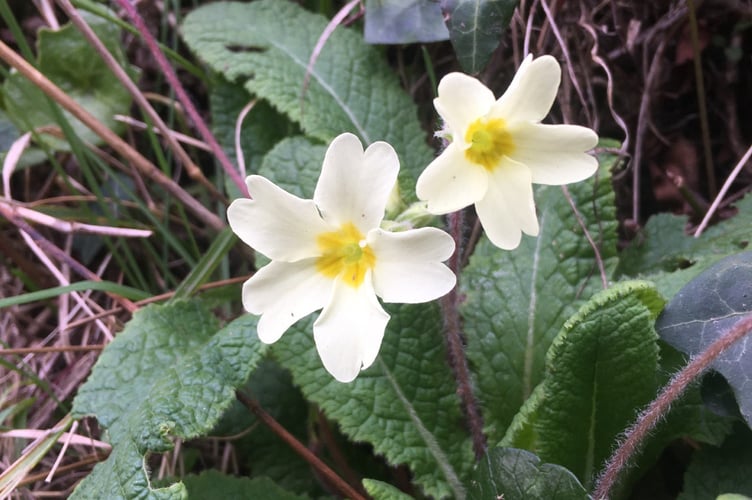 Stover Country Park Primrose