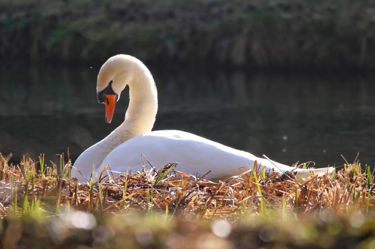 swan stock image