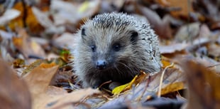 Town council to help provide highways for hedgehogs