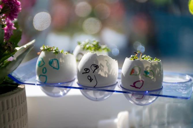 cress egg stock image