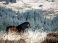 Natural England makes statement on Dartmoor