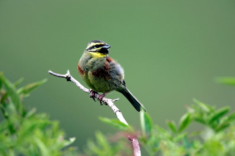 Cirl Bunting Emberiza cirlus, adult male perching on song post. Devon, England. July 2008.