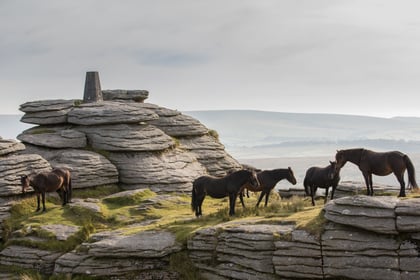 Dartmoor Pony Heritage Trust appoints new chief executive