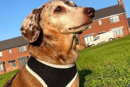 Elvis the miniature Dachshund ‘rocks up’ to join crime busting team...
