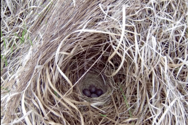 Bird nest